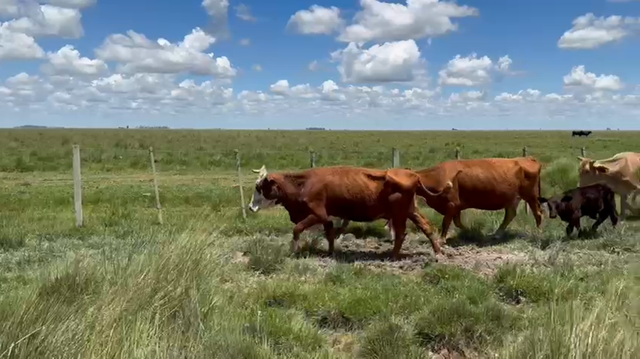 Lote 80 Vacas con Cría