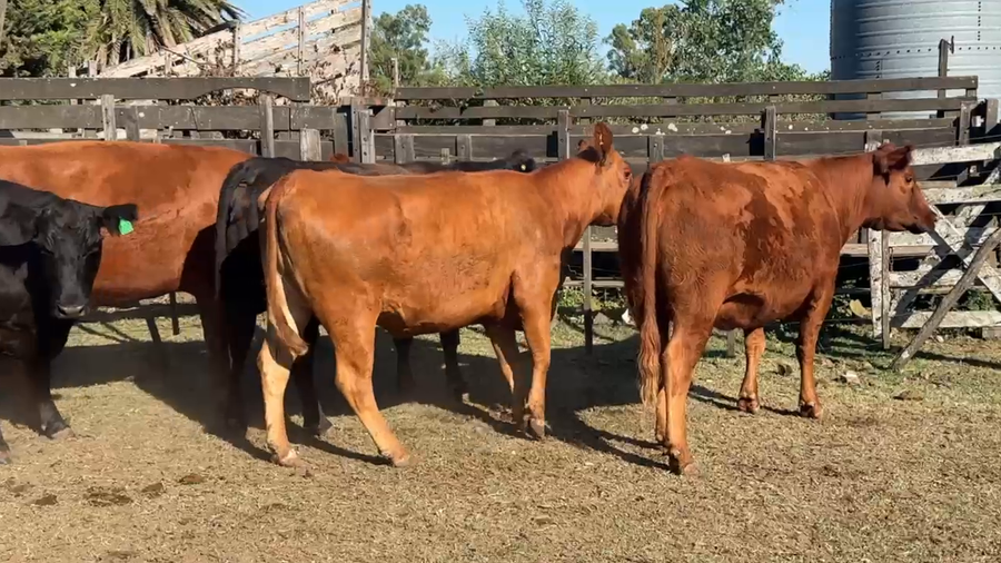Lote 20 Vacas nuevas Preñadas