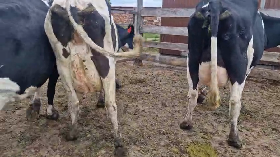 Lote 6 Vaca a remate en Pantalla Camy, San José