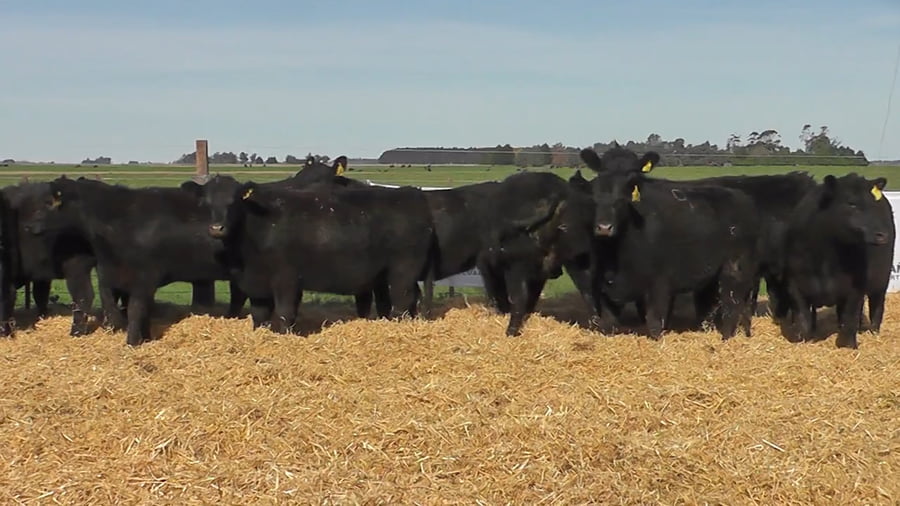 Lote Vaquillonas Negras Preñadas