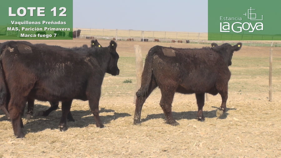 Lote VAQUILLONAS PREÑADAS MAS PARICIÓN PRIMAVERA