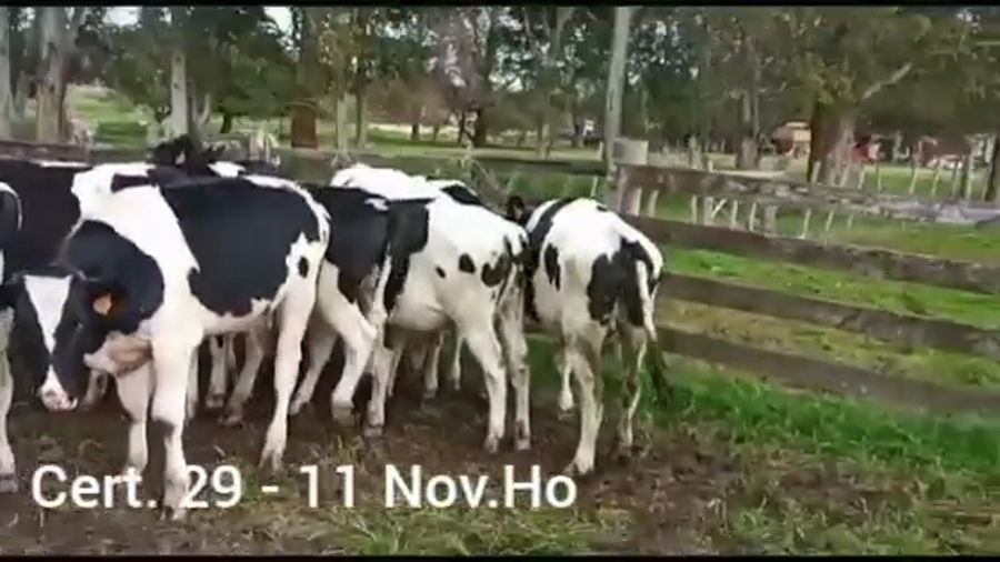 Lote NOVILLOS DE 1 A 2