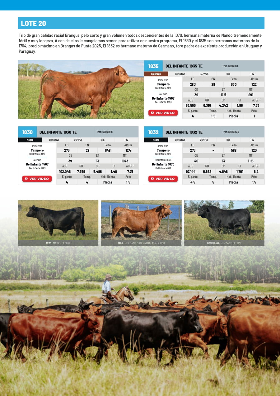 Lote Lote 20