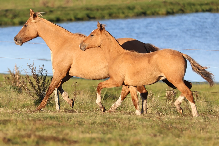 Lote CATANDUVA SINA SINA