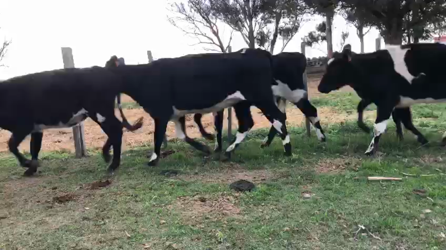 Lote 7 vaquillonas kiwy