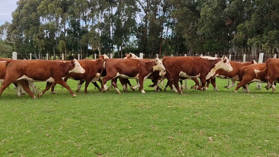 Lote Tropicalia - Jaso y Jaso