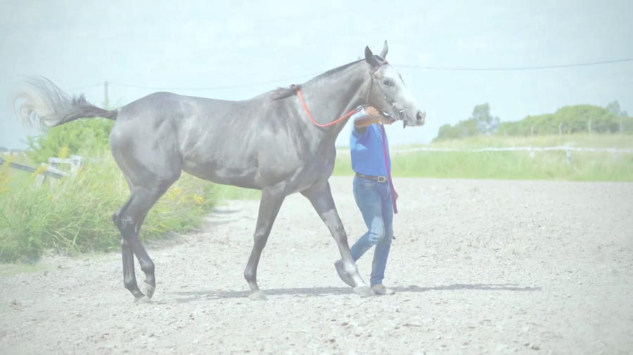 Lote LA BOMBONERA (PORTAL DEL ALTO - ROGNONI)  En TRAINING