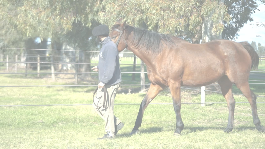 Lote SENSITIVE HALO (SEBI HALO -  INTERCLASS) VACIA NORMAL