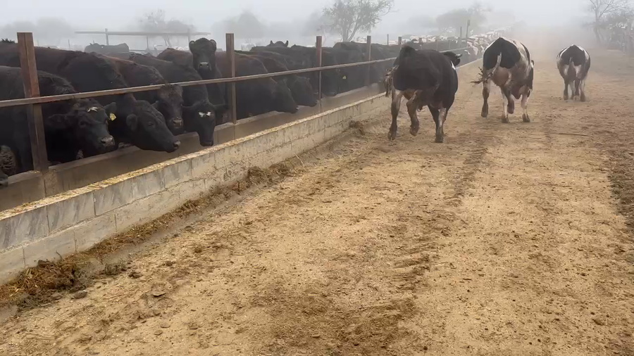 Lote 45 Novillo Gordo en Casablanca, V  Región Valparaíso