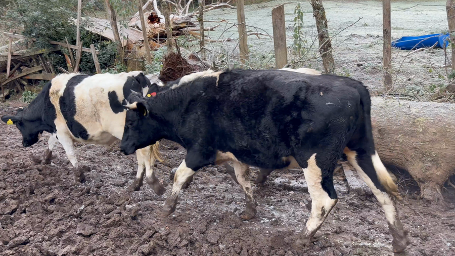 Lote 20 Novillo Engorda en Paillaco, XIV Región Los Ríos