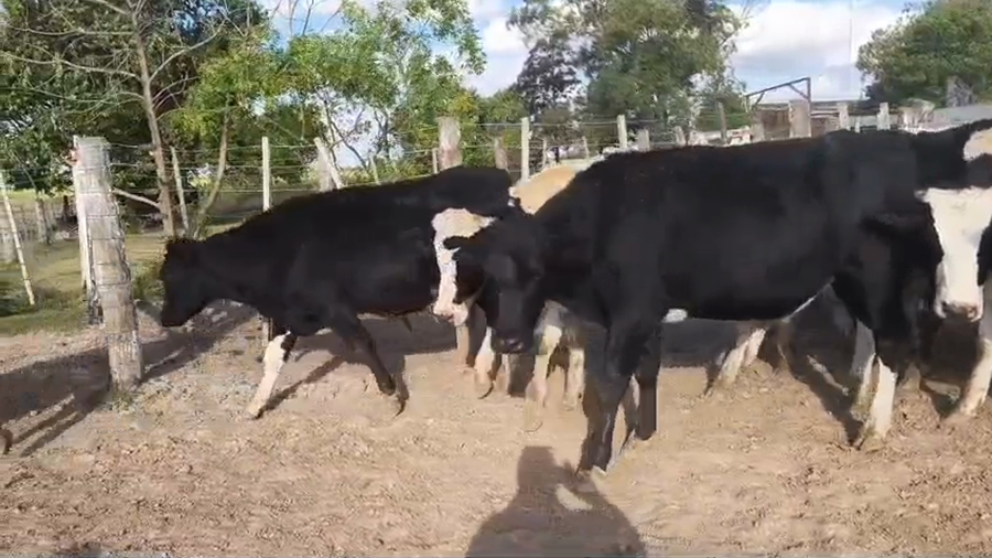 Lote 20 Novillitos Holando Argentino en Suardi, Santa Fe