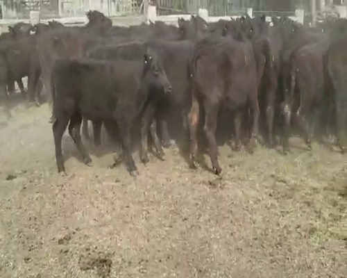 Lote 60 Terneros en Villaguay, Entre Ríos