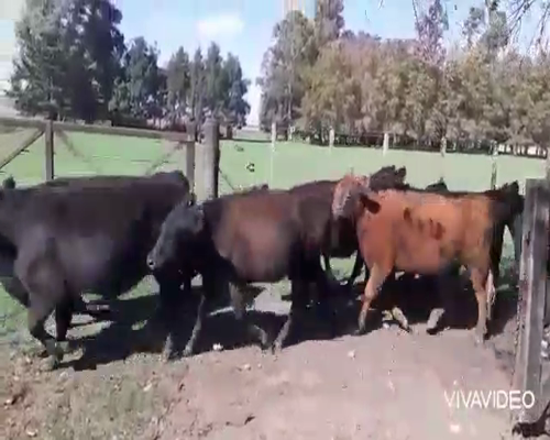 Lote 53 Vaquillonas en Tapalqué, Buenos Aires