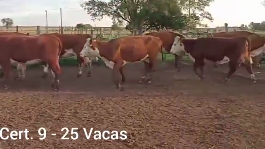 Lote VACAS