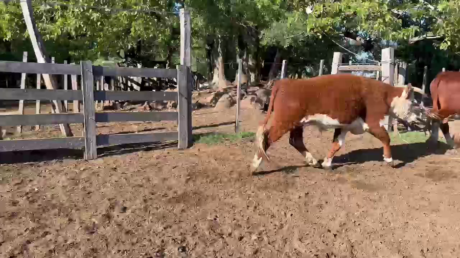 Lote NOVILLOS MAS DE 3 AÑOS