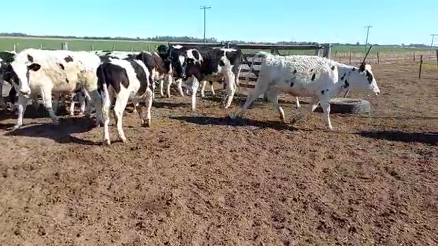 Lote 25 Novillitos Holando Argentino en Brinkmann, Córdoba