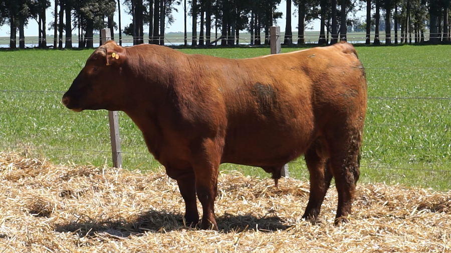 Lote 3 Toros a remate en 22º Remate Anual La Magdalena, Salto