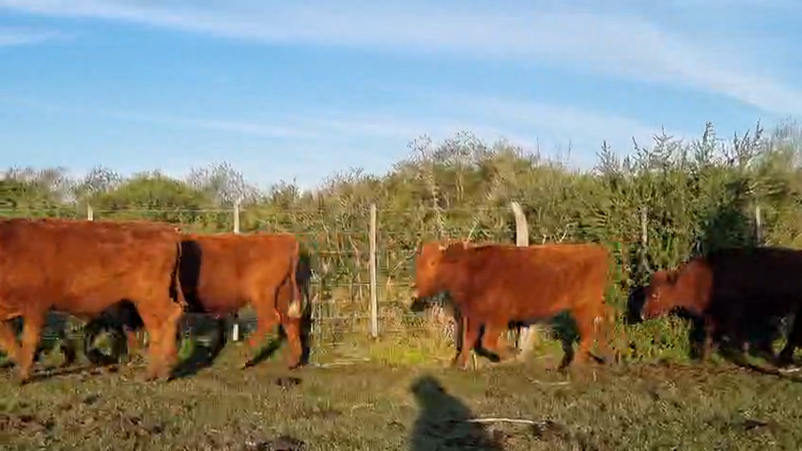 Lote 71 Novillitos