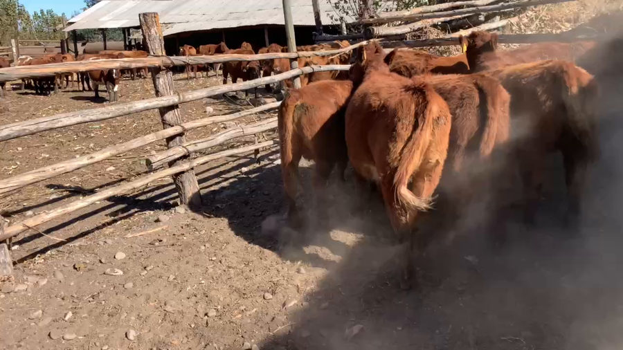 Lote 10 Ternera en Longaví, VII  Región Maule