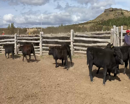 Lote 20 Ternera en Coyhaique, XI Región Aysén