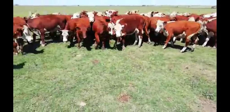 Lote 60 Terneros/as en Villaguay, Entre Ríos