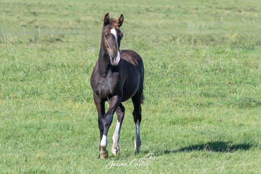 Lote Manta Negra De Los Recuerdos