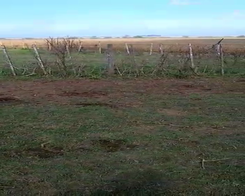 Lote 23 Terneros/as en Brandsen, Buenos Aires