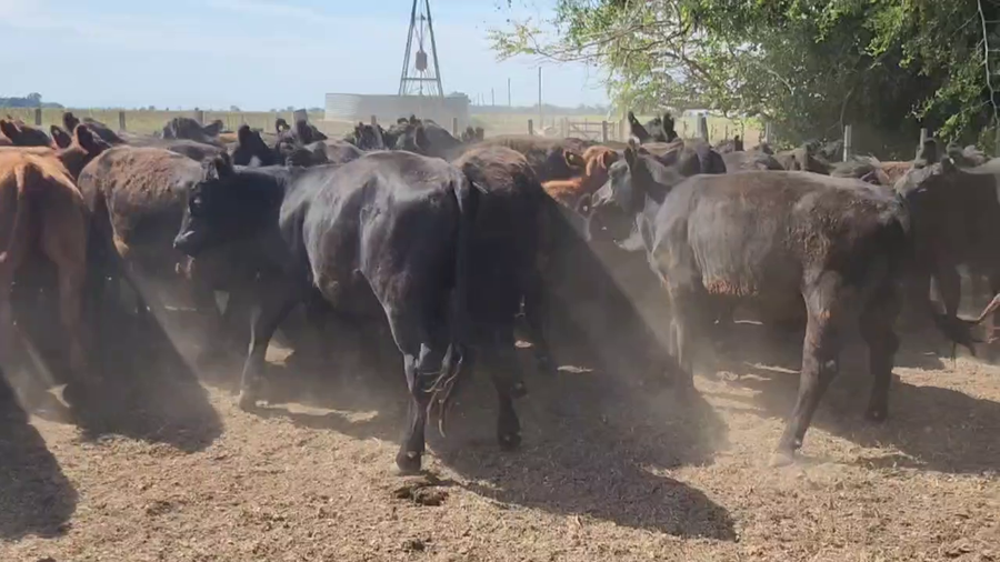 Lote 60 Terneros/as en Punta Indio, Buenos Aires