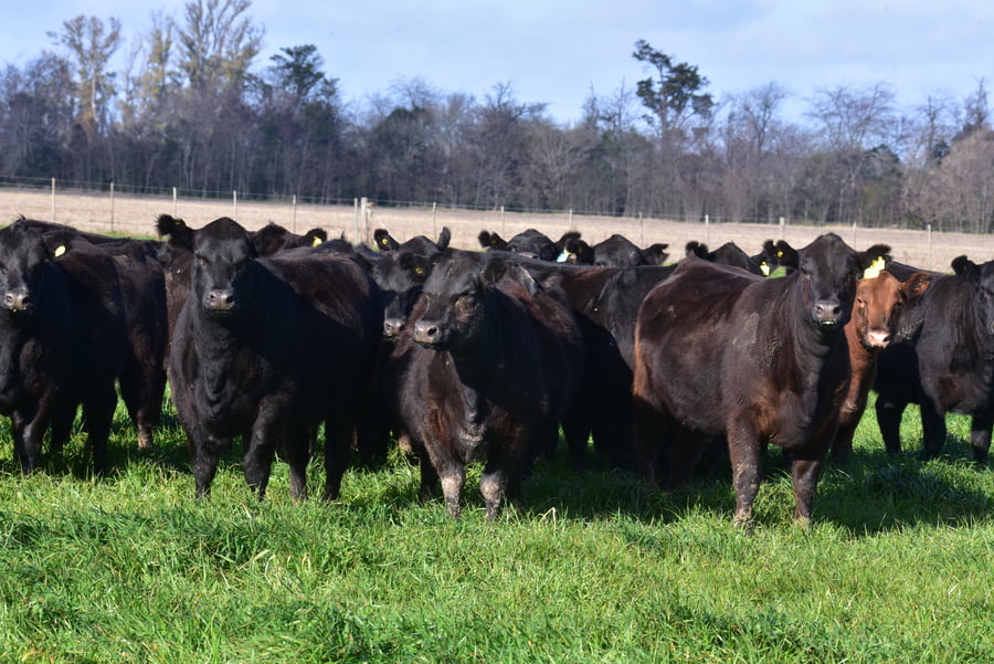 Lote VAQUILLONAS PC NEGRAS