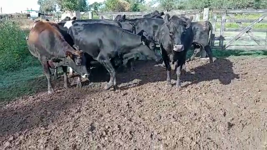 Lote Vaquillonas Preñadas - Los Luises