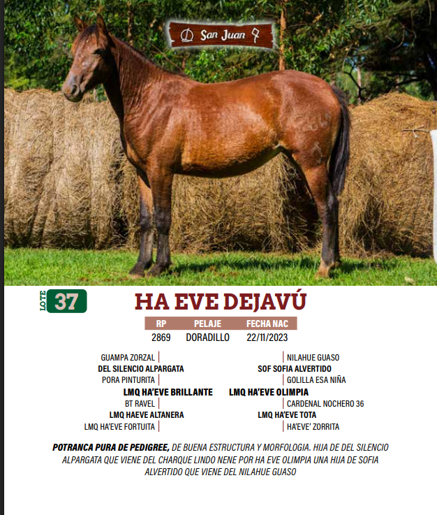 Lote LOTE 37