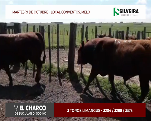 Lote 3 toros Limangus - Cabaña El Charco (brete 1)