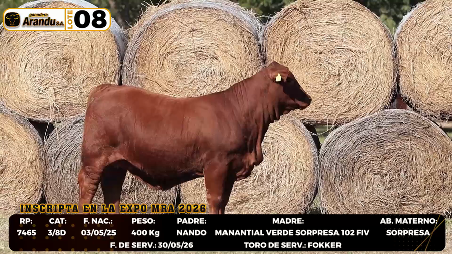 Lote LOTE 8