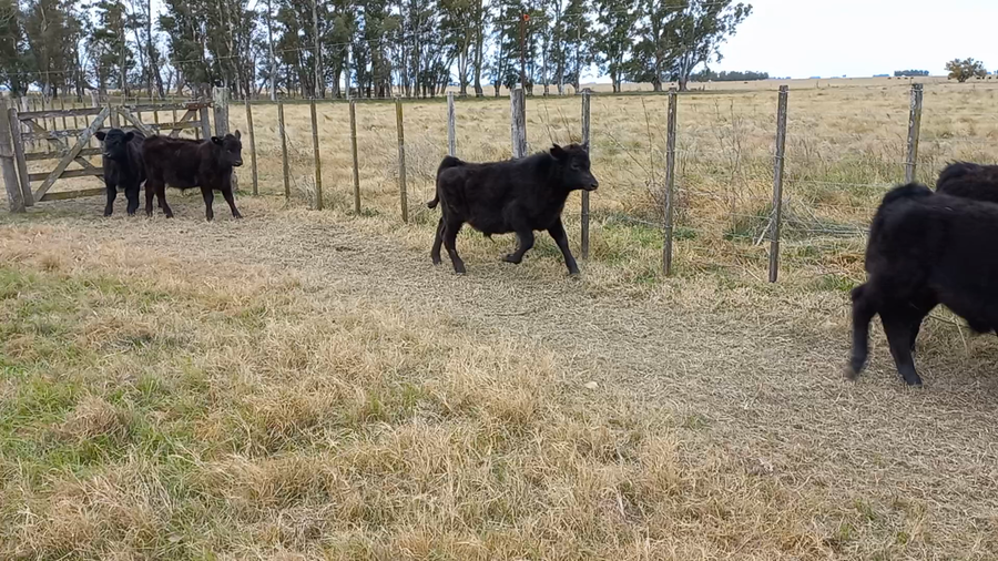 Lote 10 Terneros en arboledas, Buenos Aires