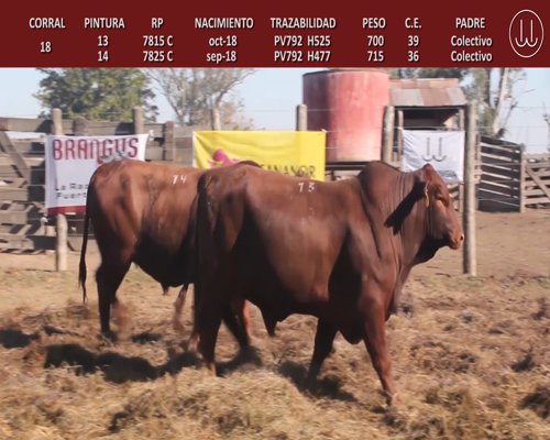 Lote TOROS BRANGUS DE CABAÑA LA TURINGIA