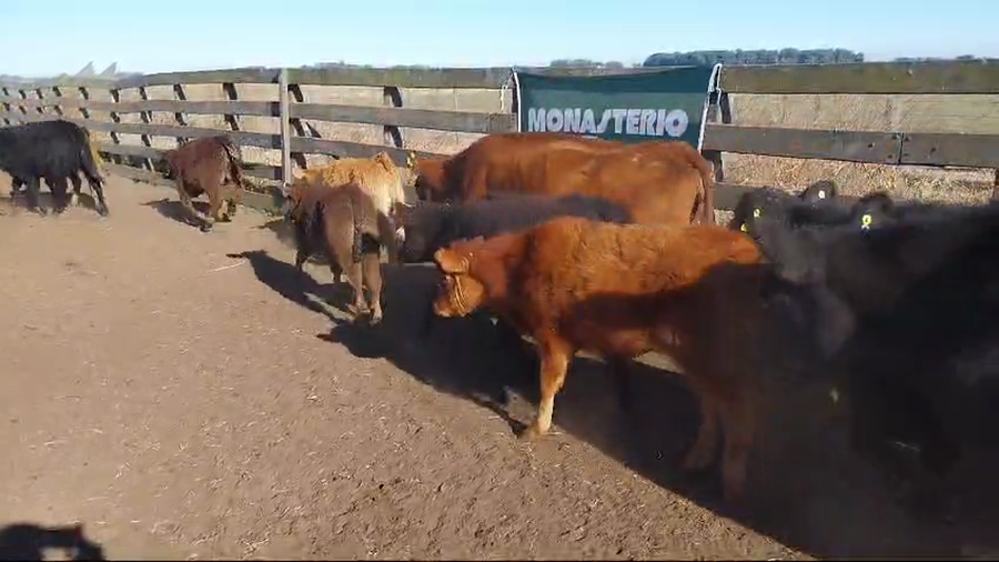 Lote 30 Vacas CUT paridas y vacias en DAIREAUX