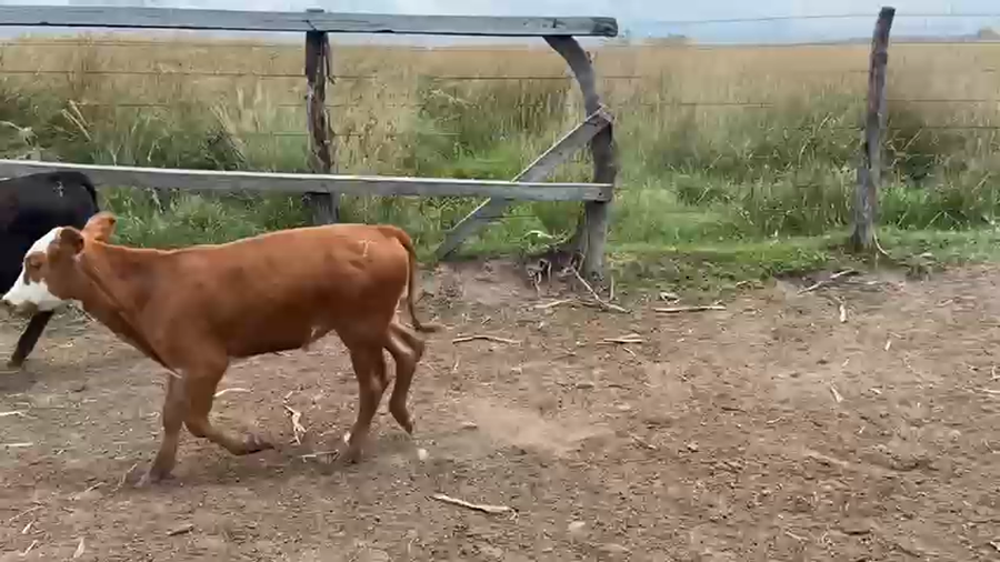 Lote 60 Terneros/as en Corrientes, Saladas