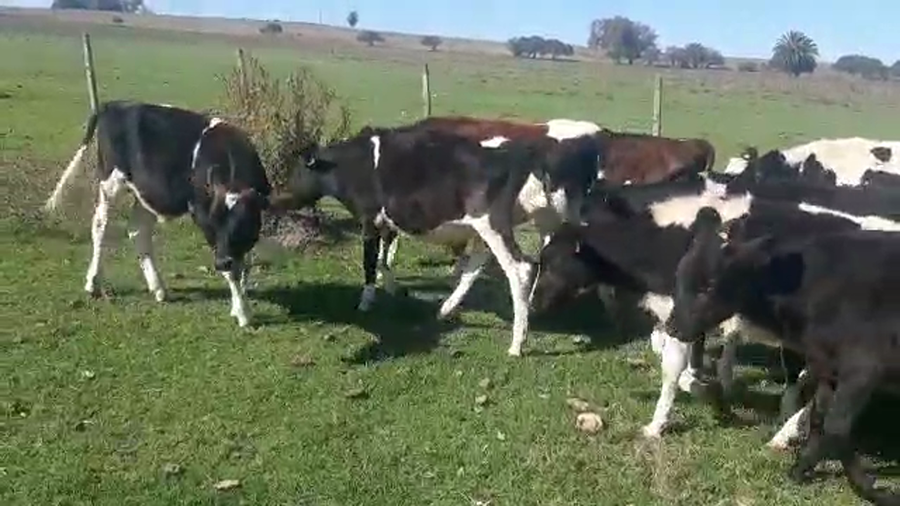 Lote 15 Terneros Holando a remate en Pantalla Camy 140kg -  en Mal Abrigo