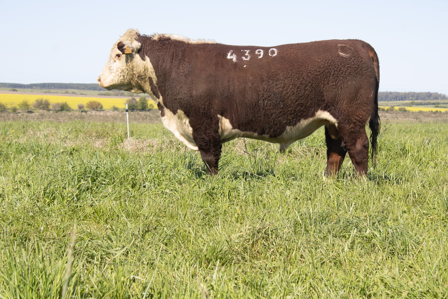 Lote 30