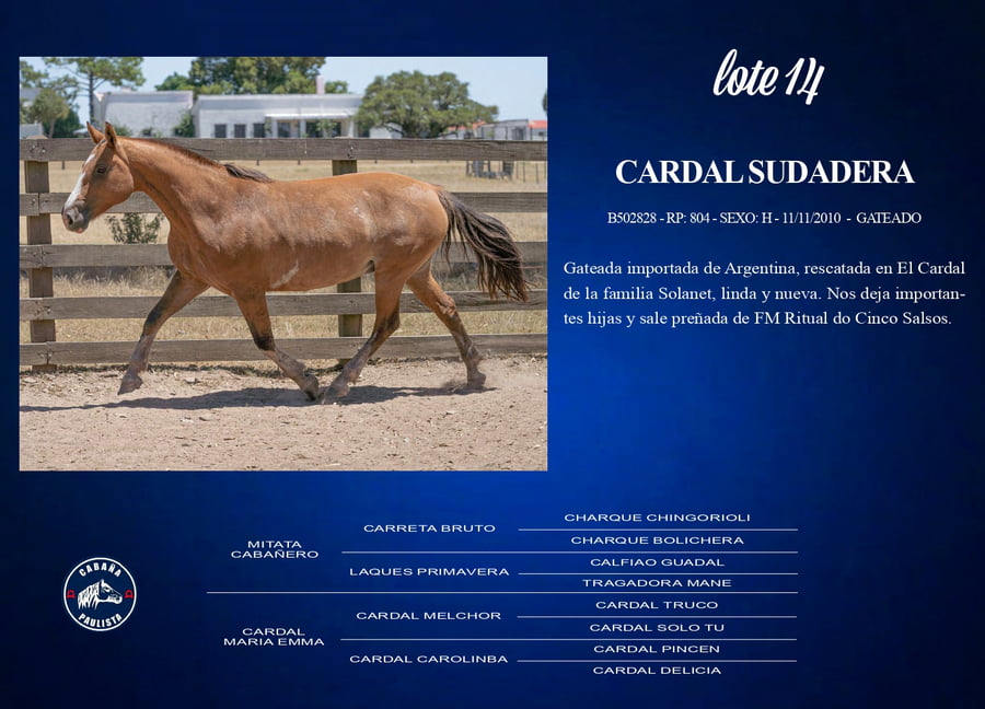 Lote Cardal Sudadera