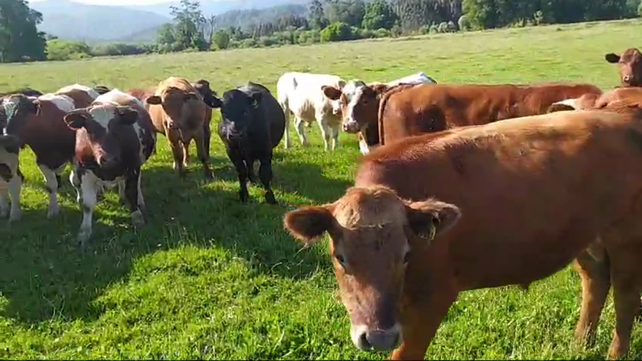 Imagen 2 del Lote Lote 50 Novillo Engorda en Fresia, X Región Los Lagos