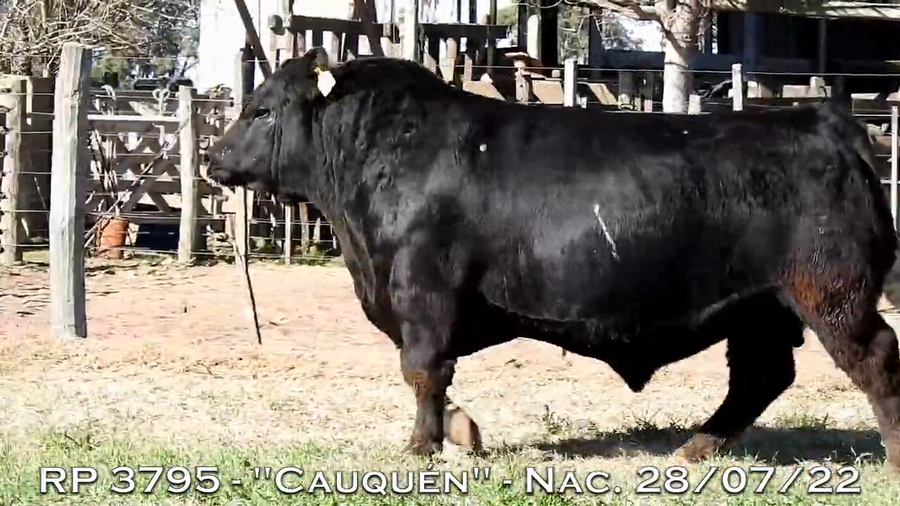 Lote TOROS PUROS DE PEDIGREE