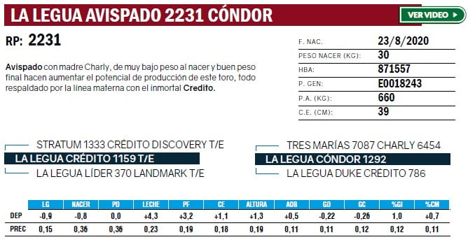 Lote TOROS ANGUS PURO DE PEDIGREE