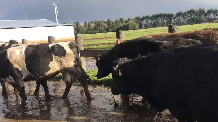 Lote 42 Novillo Gordo en Fresia, X Región Los Lagos