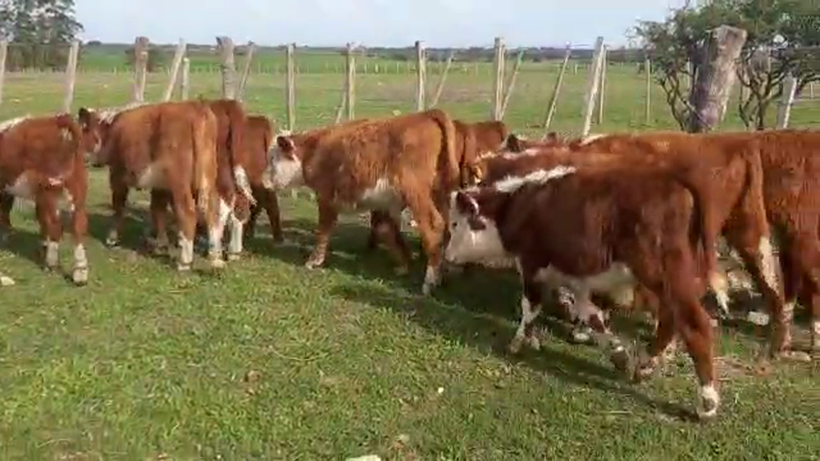 Lote 18 terneros hereford y cruza