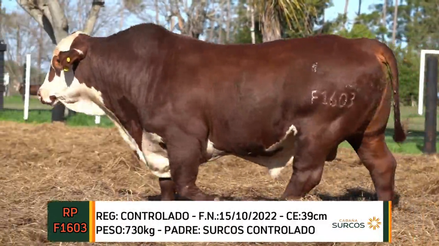 Lote TOROS BRAFORD 2022