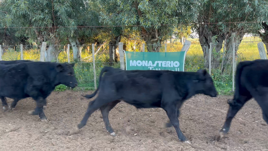 Lote 58 Terneros en La Pampa, Gral. Manuel Campos