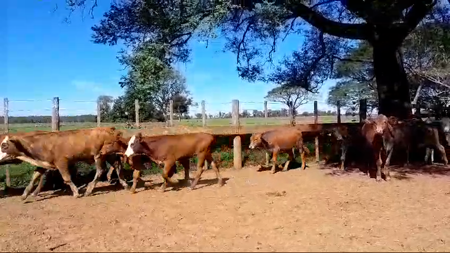 Lote 120 Terneros/as