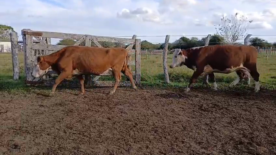 Lote 71 Vacas de invernar en Corrientes, Curuzu Cuatia