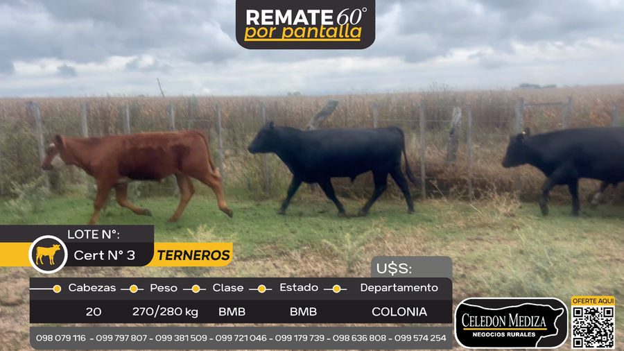 Lote 20 Terneros en La Horqueta, Colonia